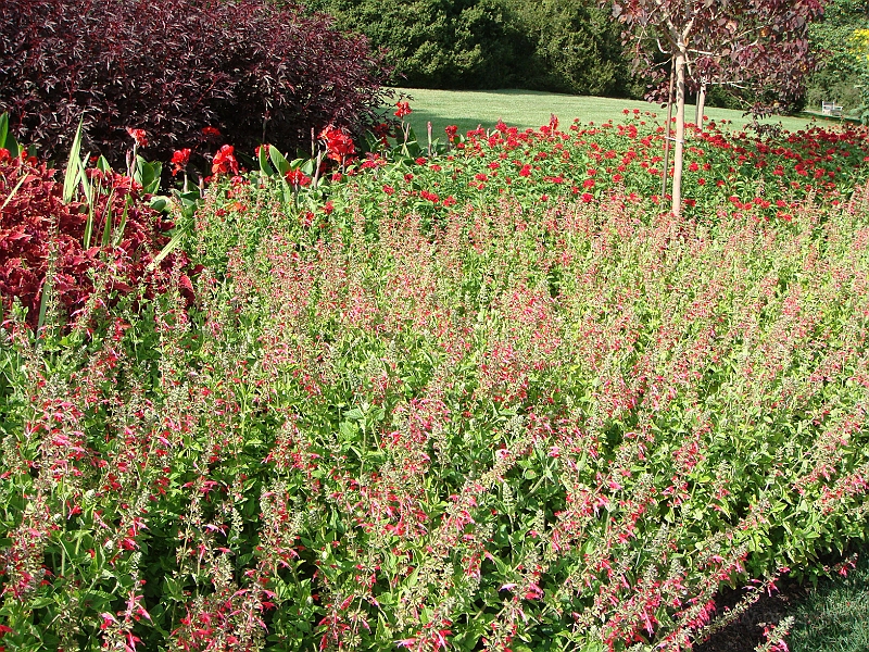 187 Longwood Gardens [2008 August 23].JPG - Longwood Gardens in Pennsylvania